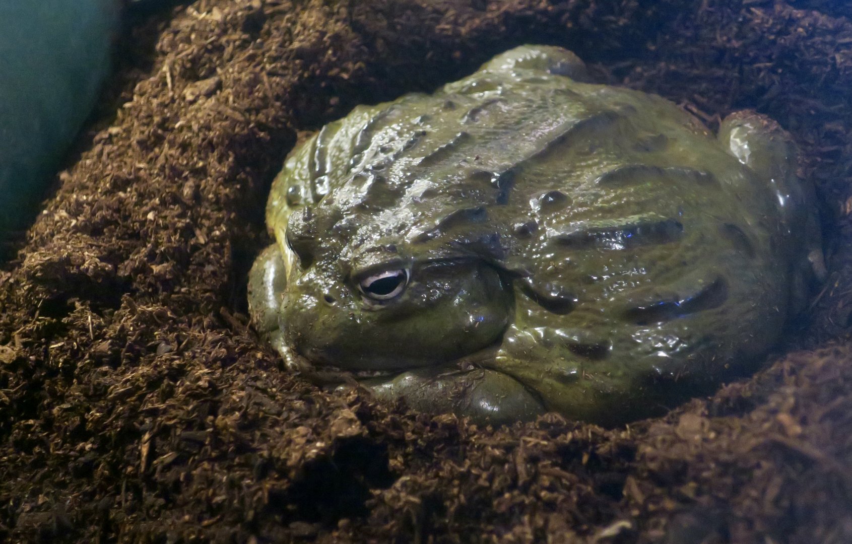 African Bullfrog (Pyxicephalus adspersus)