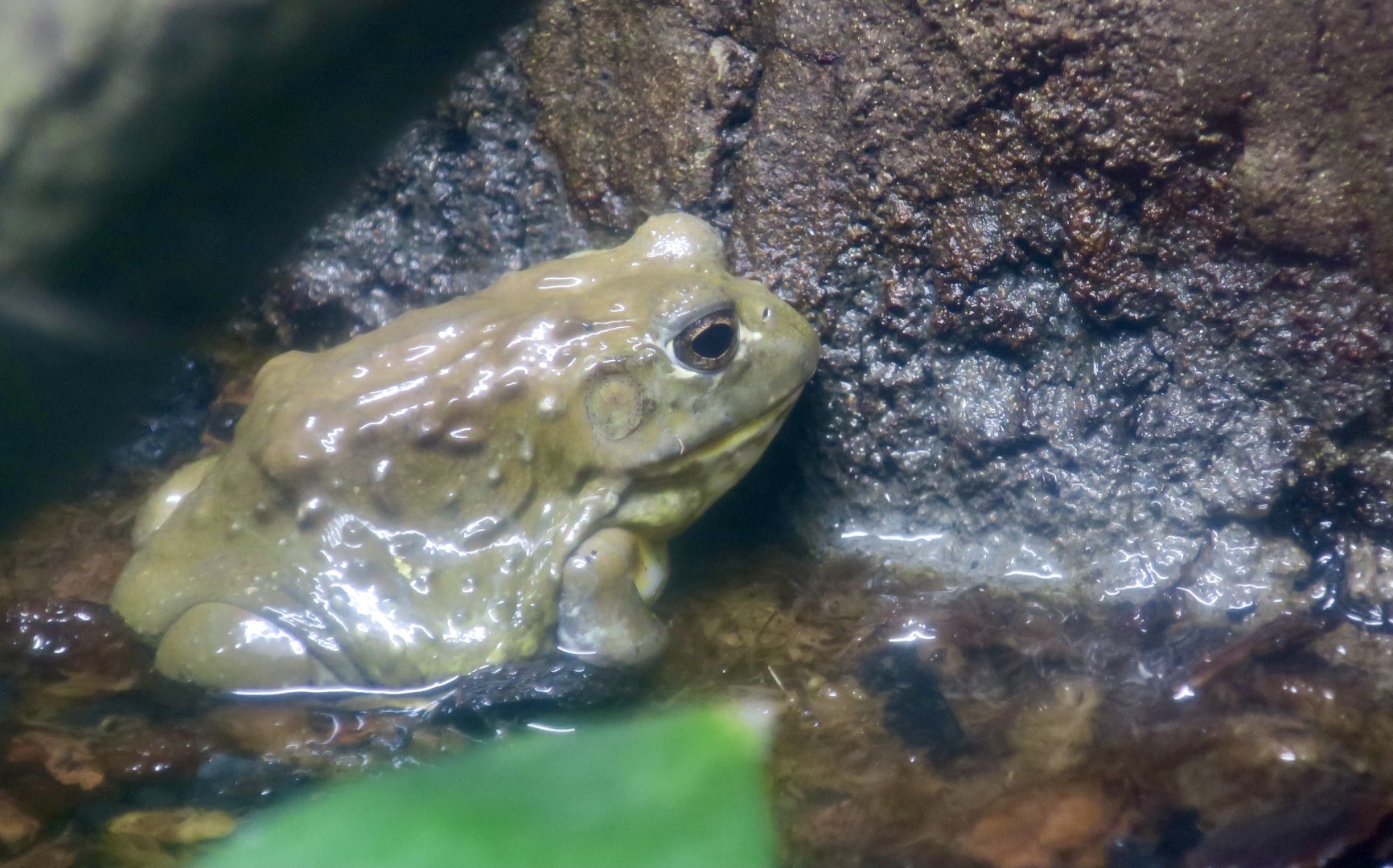 African Bullfrog (Pyxicephalus adspersus)