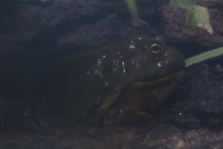 African bullfrog (Pyxicephalus adspersus)
