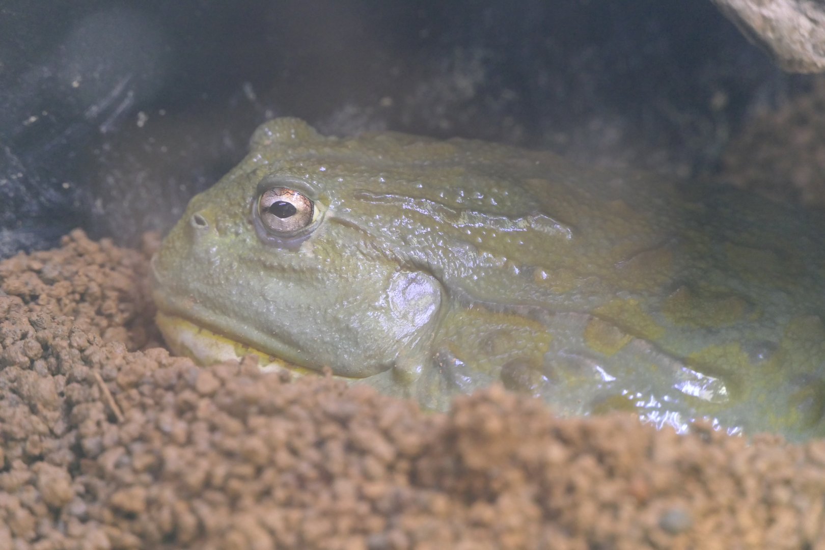 African Bullfrog (Pyxicephalus adspersus)