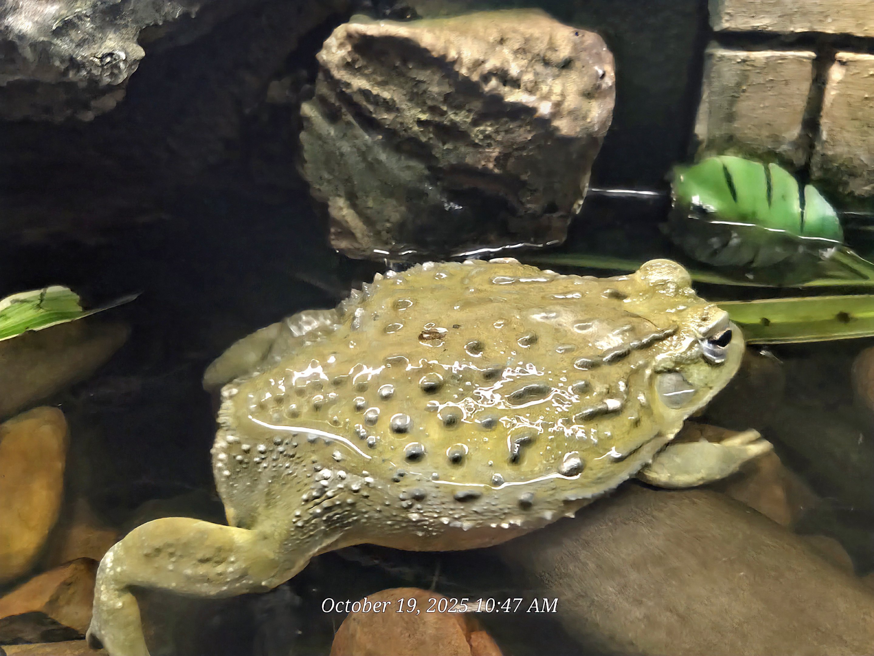African Bullfrog - Rainforest Adventures