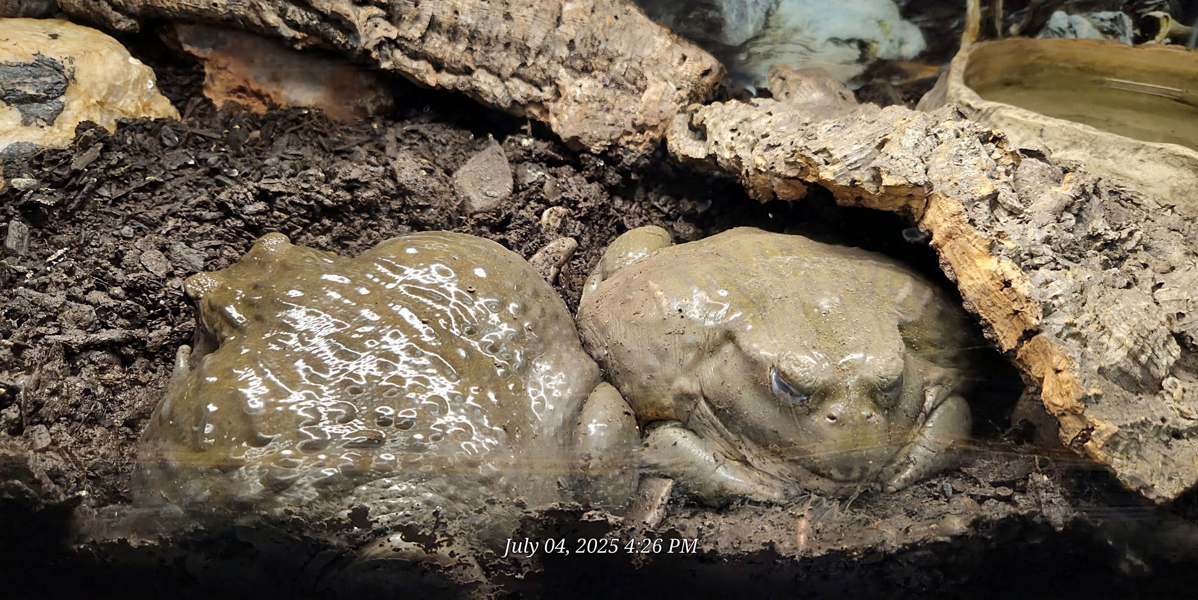 African Bullfrog - Reptile Gardens