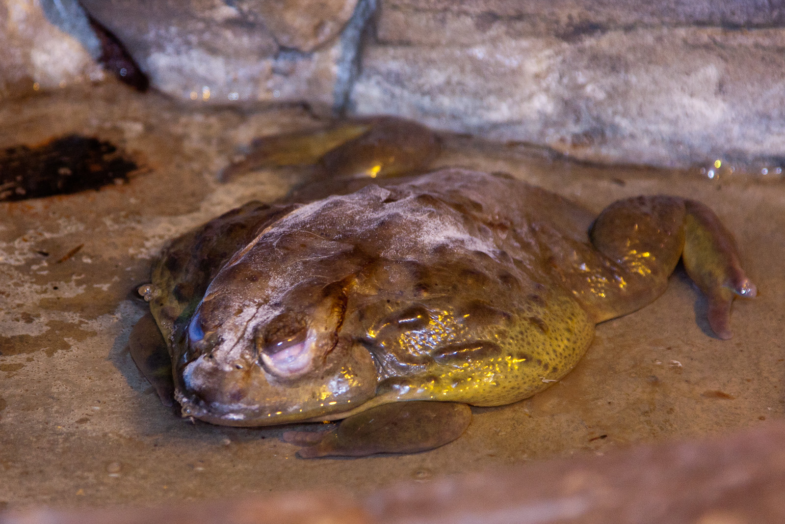 African Bullfrog, September 2011