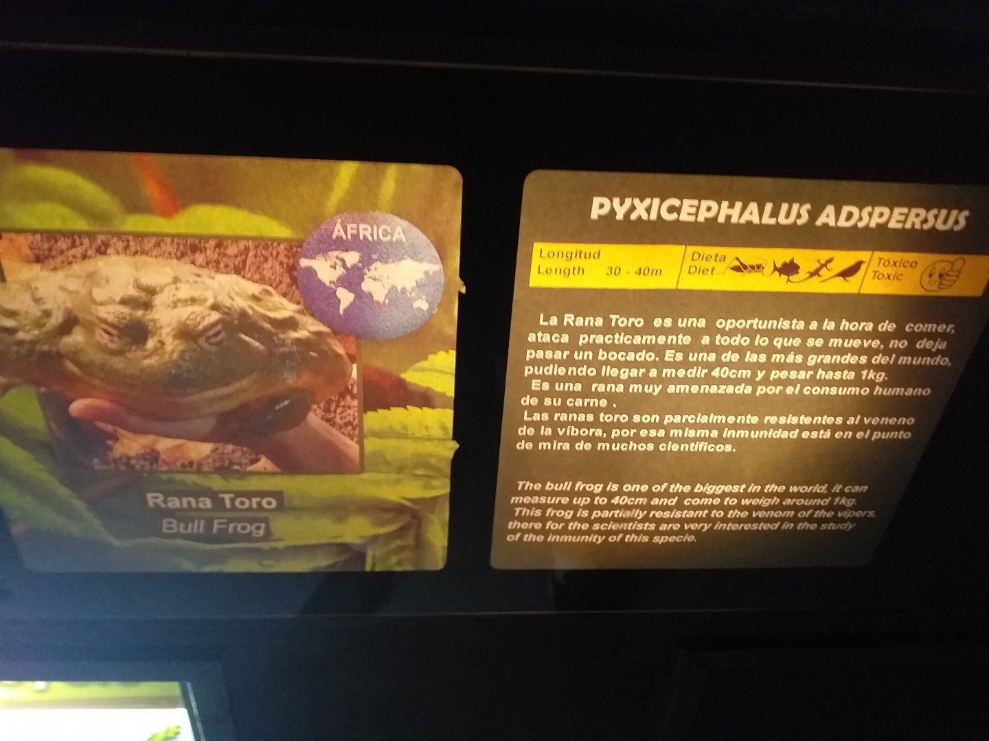 African bullfrog sign -TerraNatura Benidorm (2021)