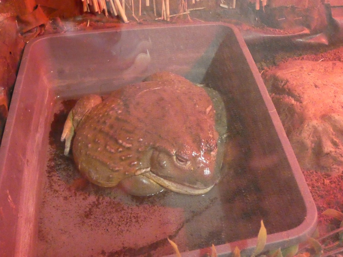 African Bullfrog signage