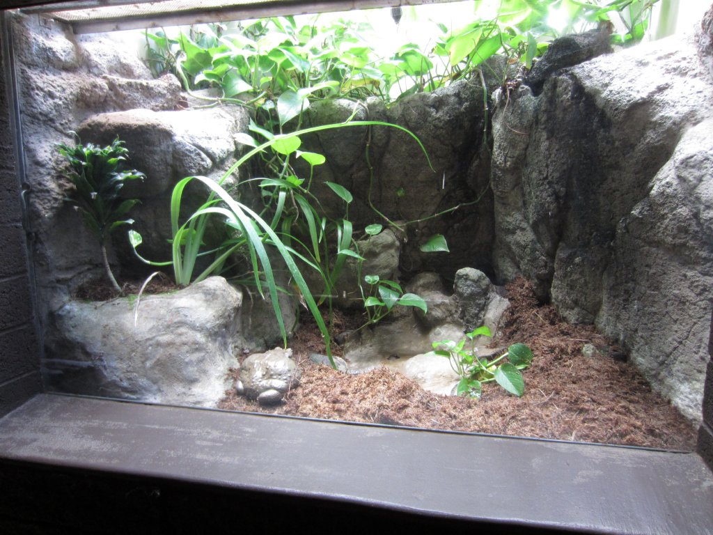 African Bullfrog Tank
