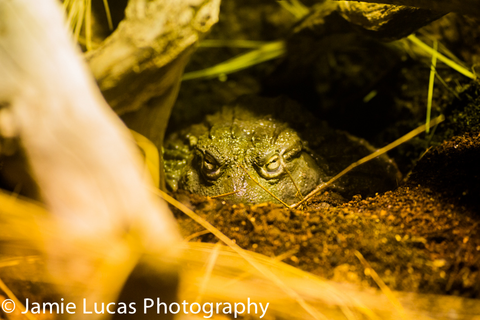 African Bullfrog