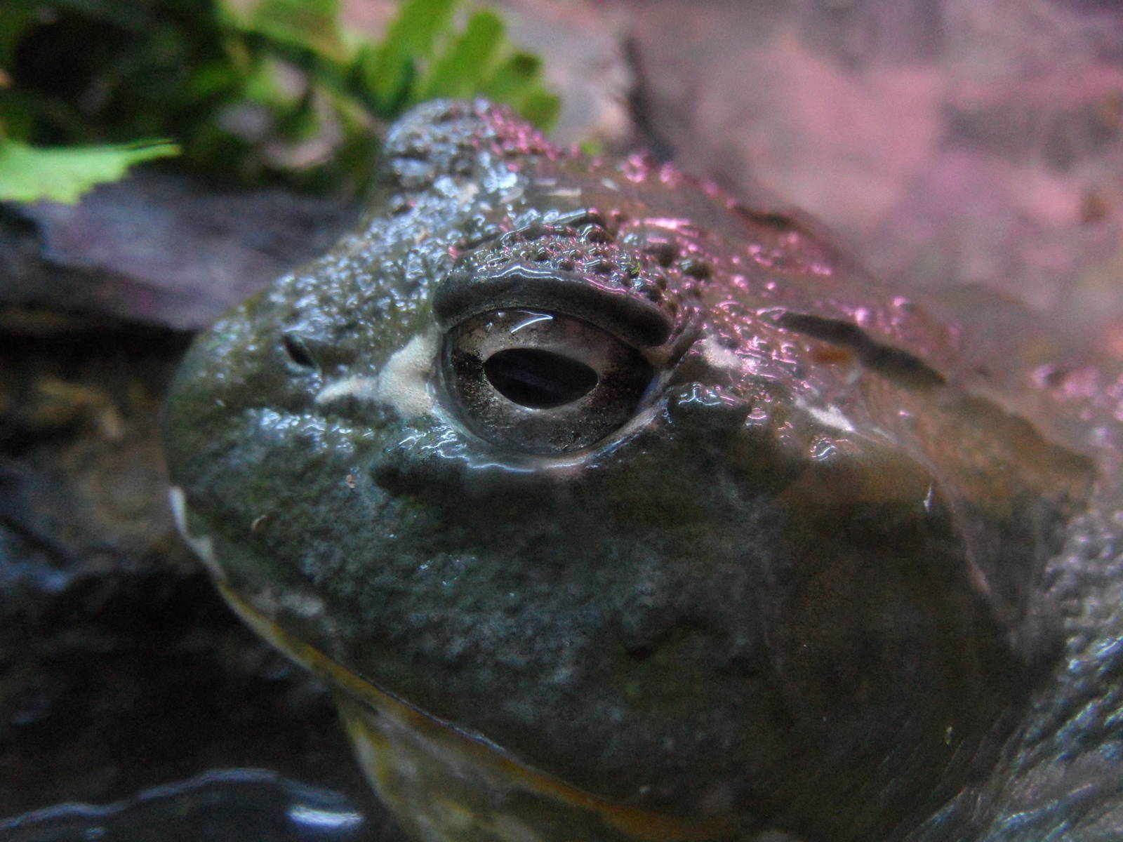 African bullfrog