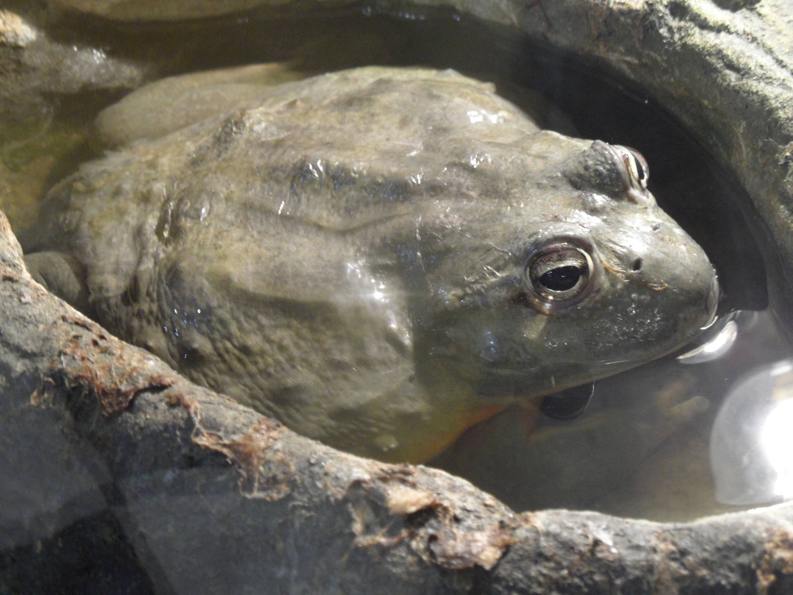 African bullfrog