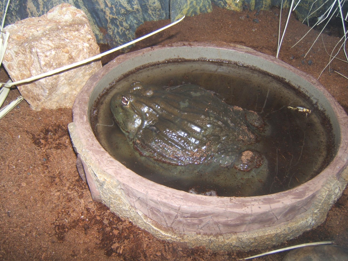 African Bullfrog