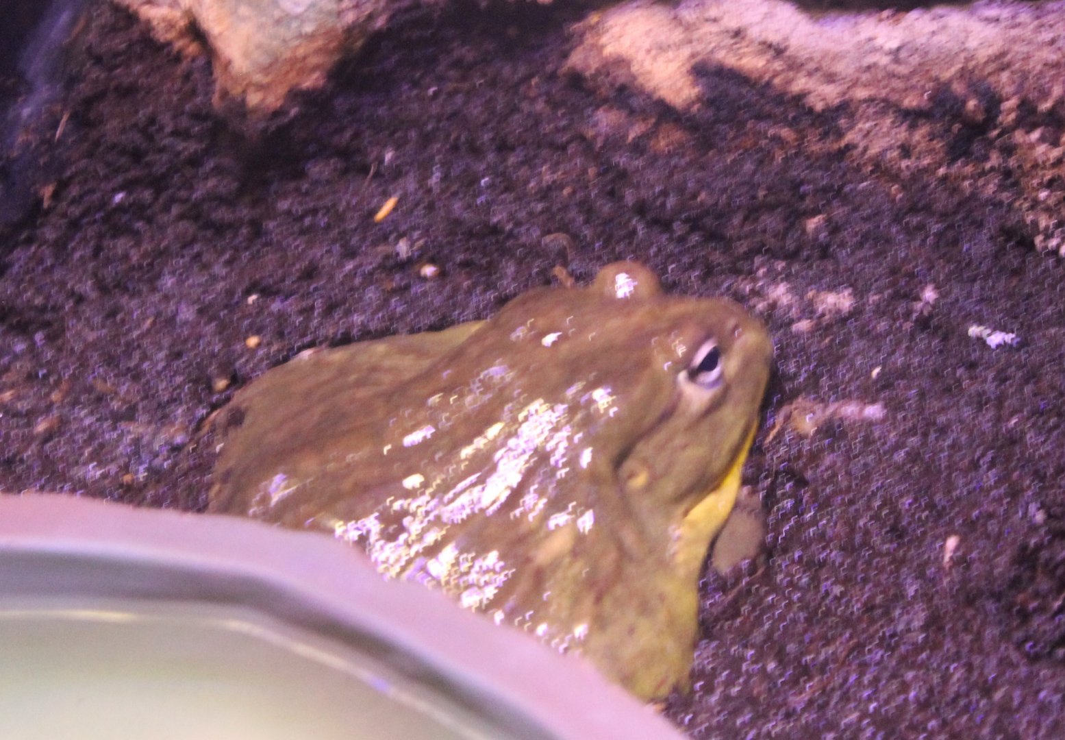 African bullfrog