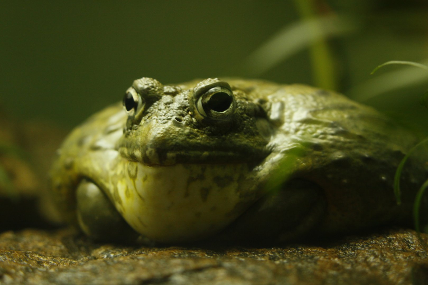 African bullfrog