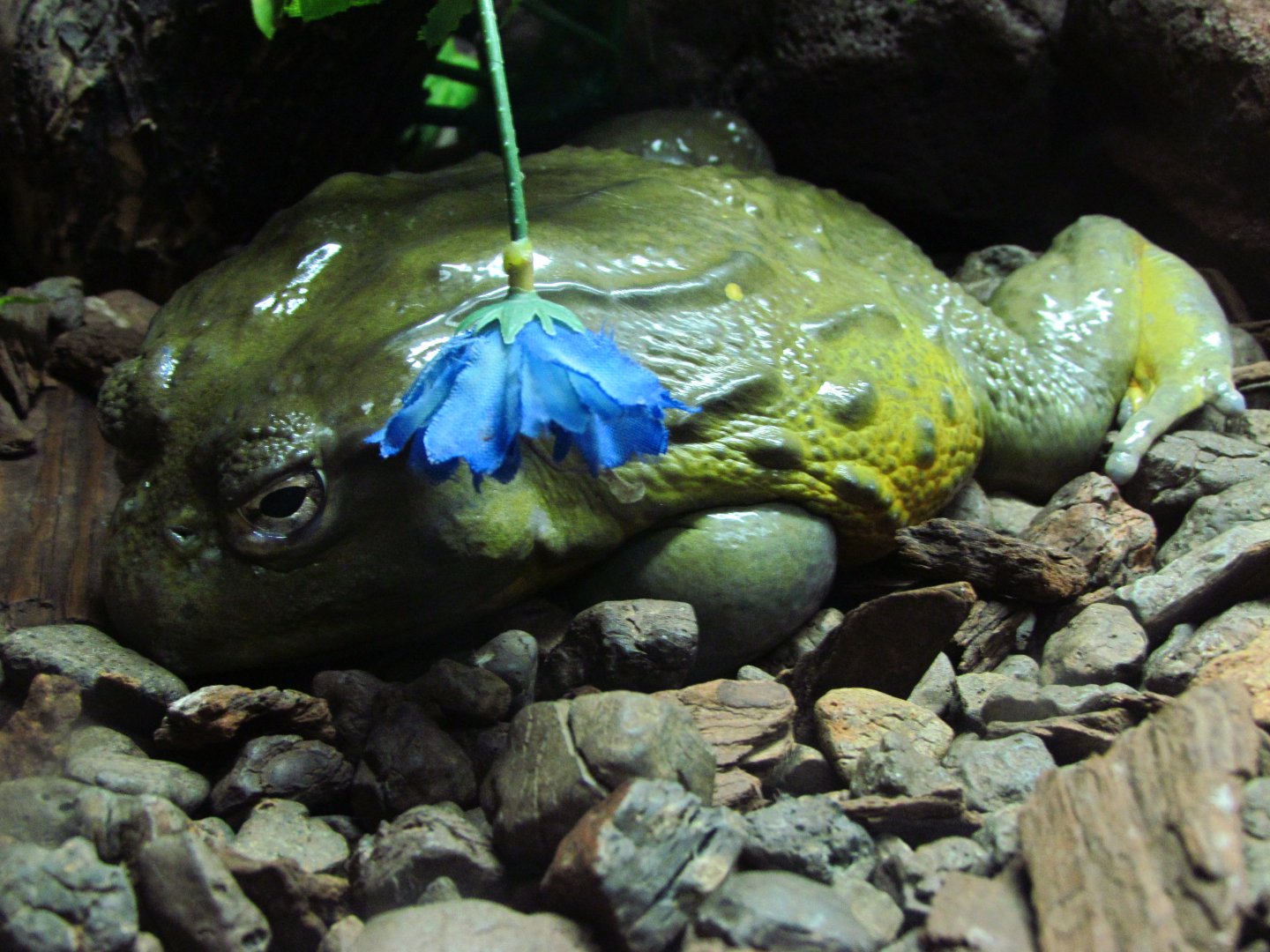 African bullfrog