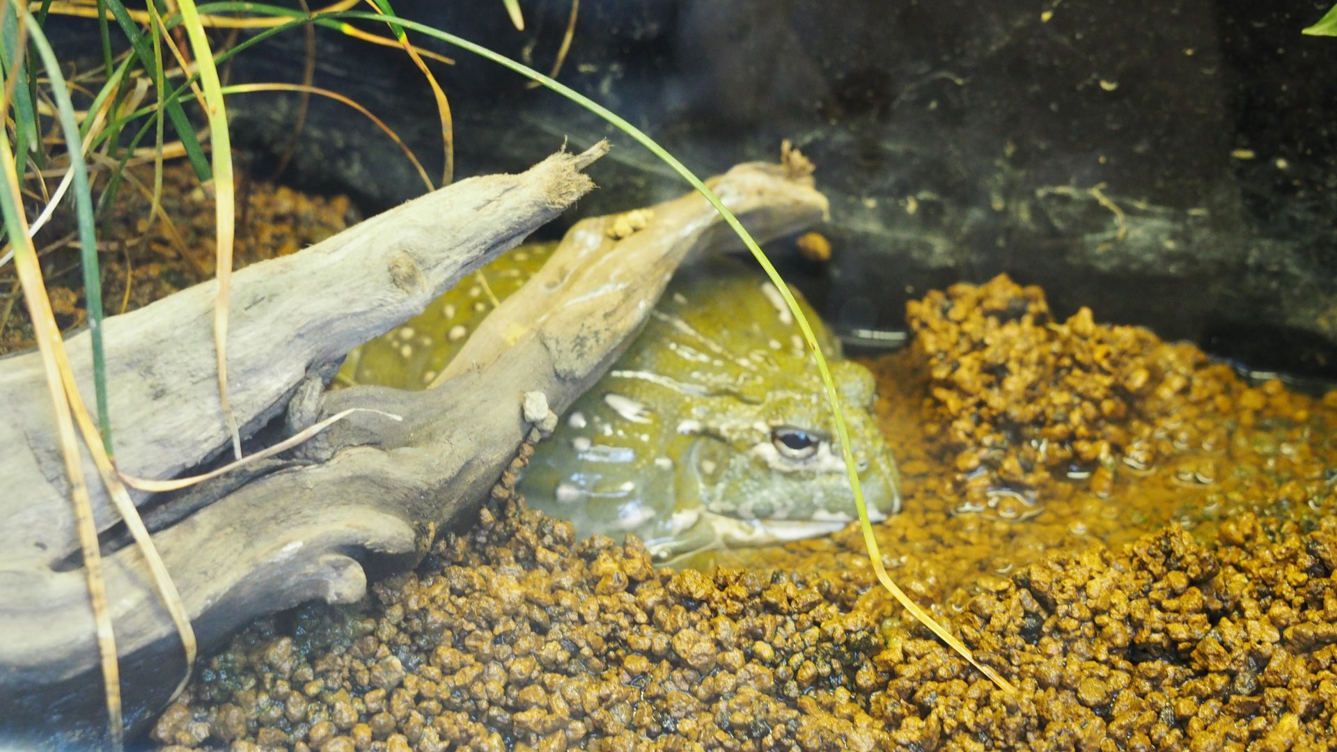 African Bullfrog