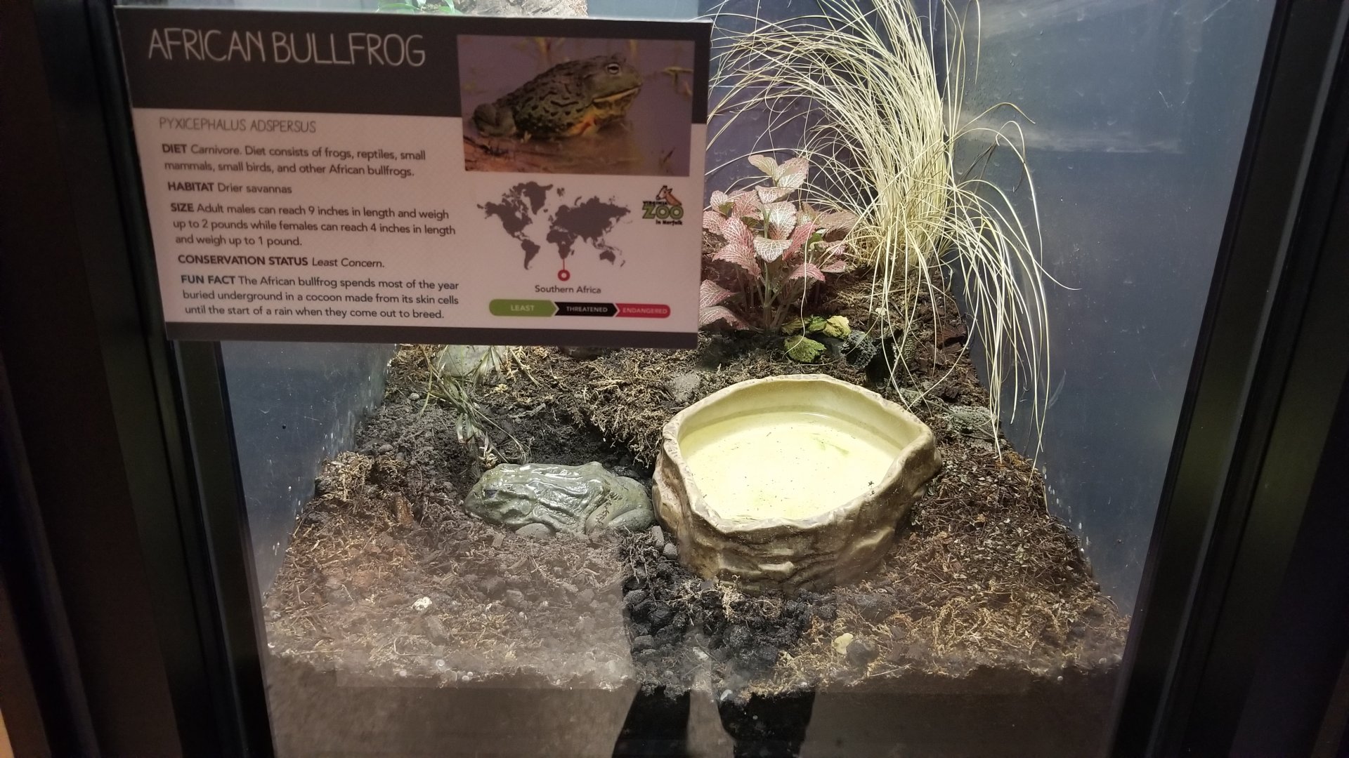 African Bullfrog