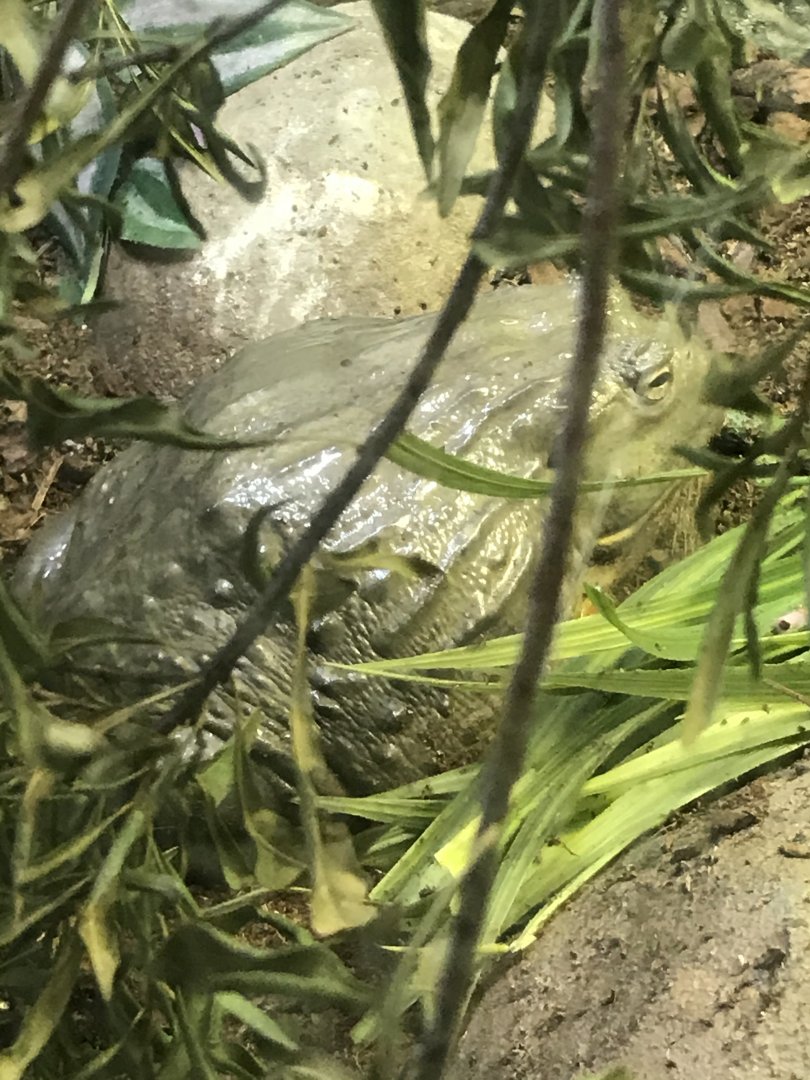 African bullfrog