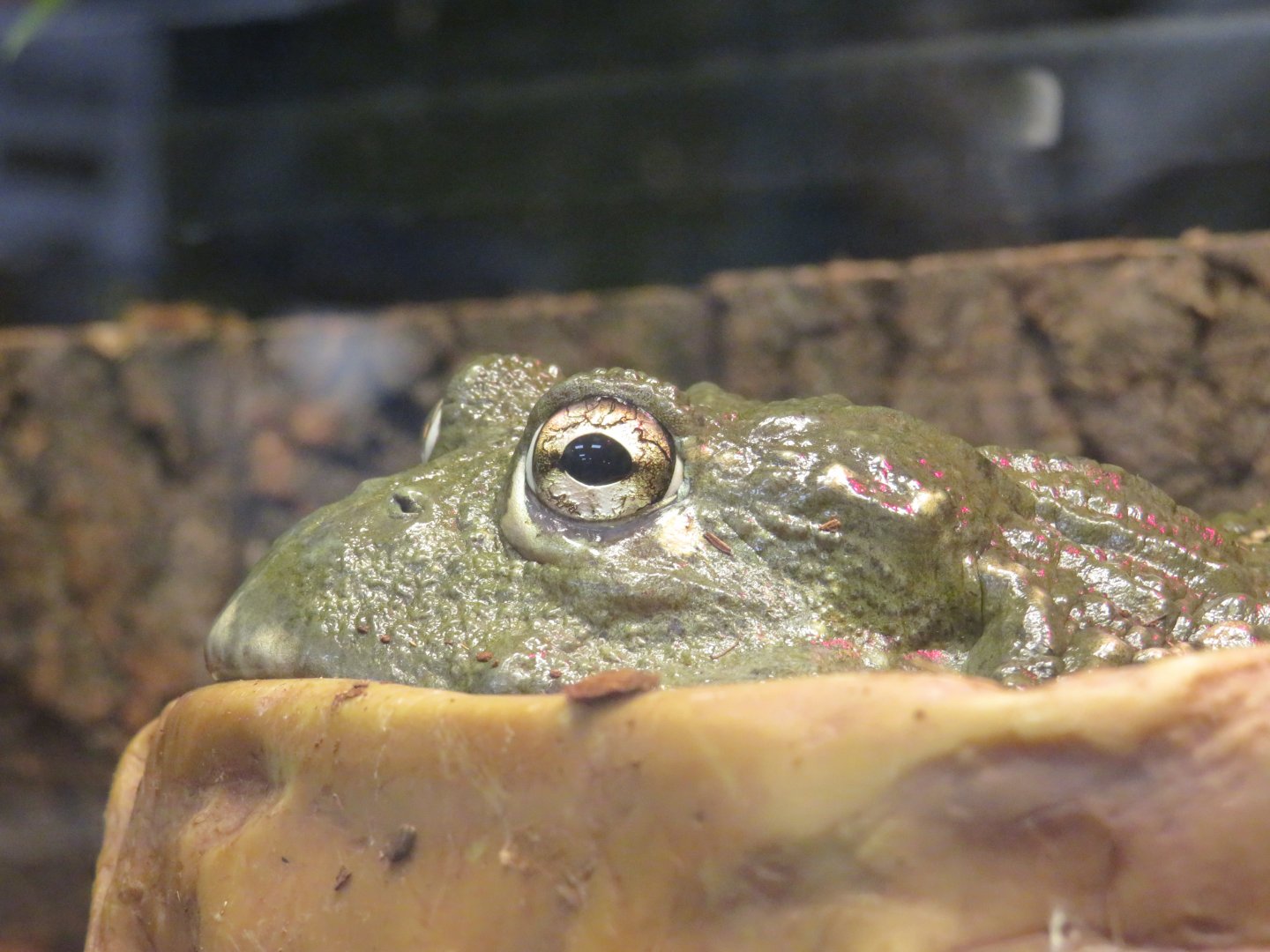 African bullfrog