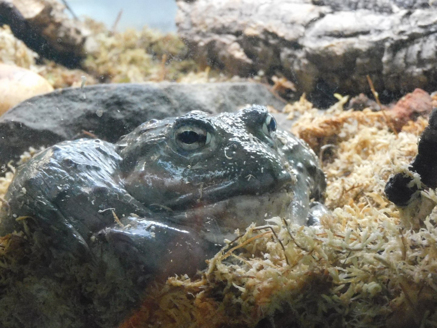 African bullfrog