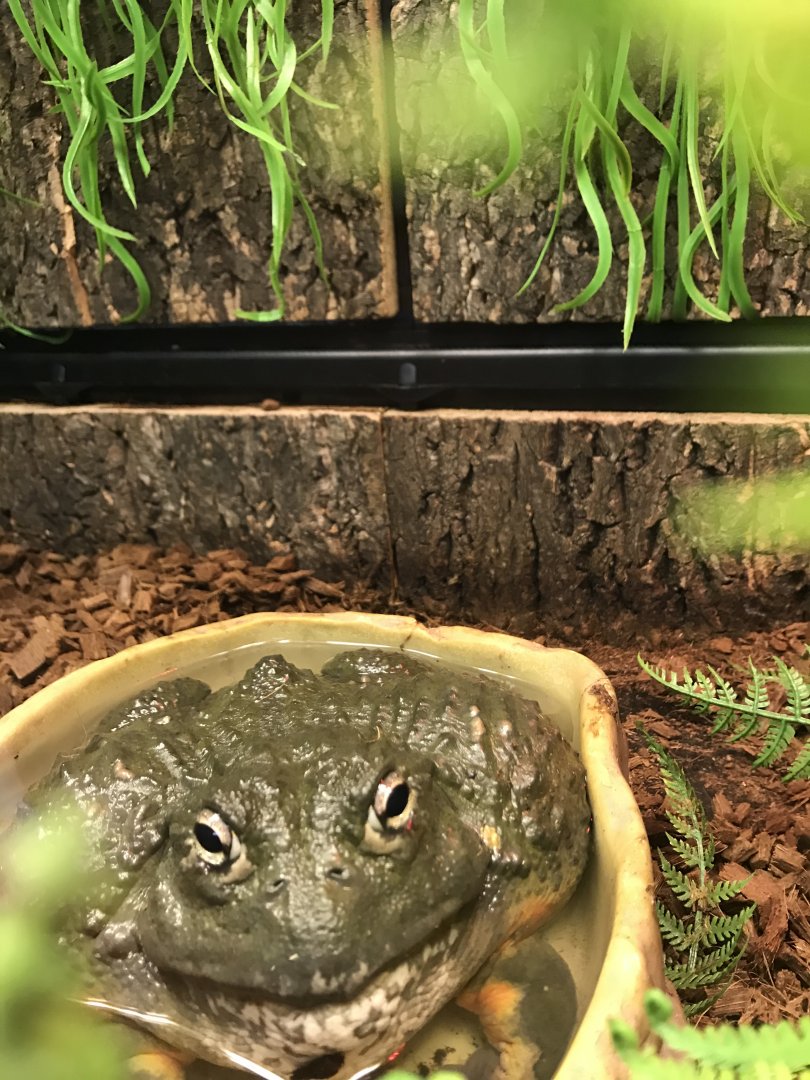 African bullfrog