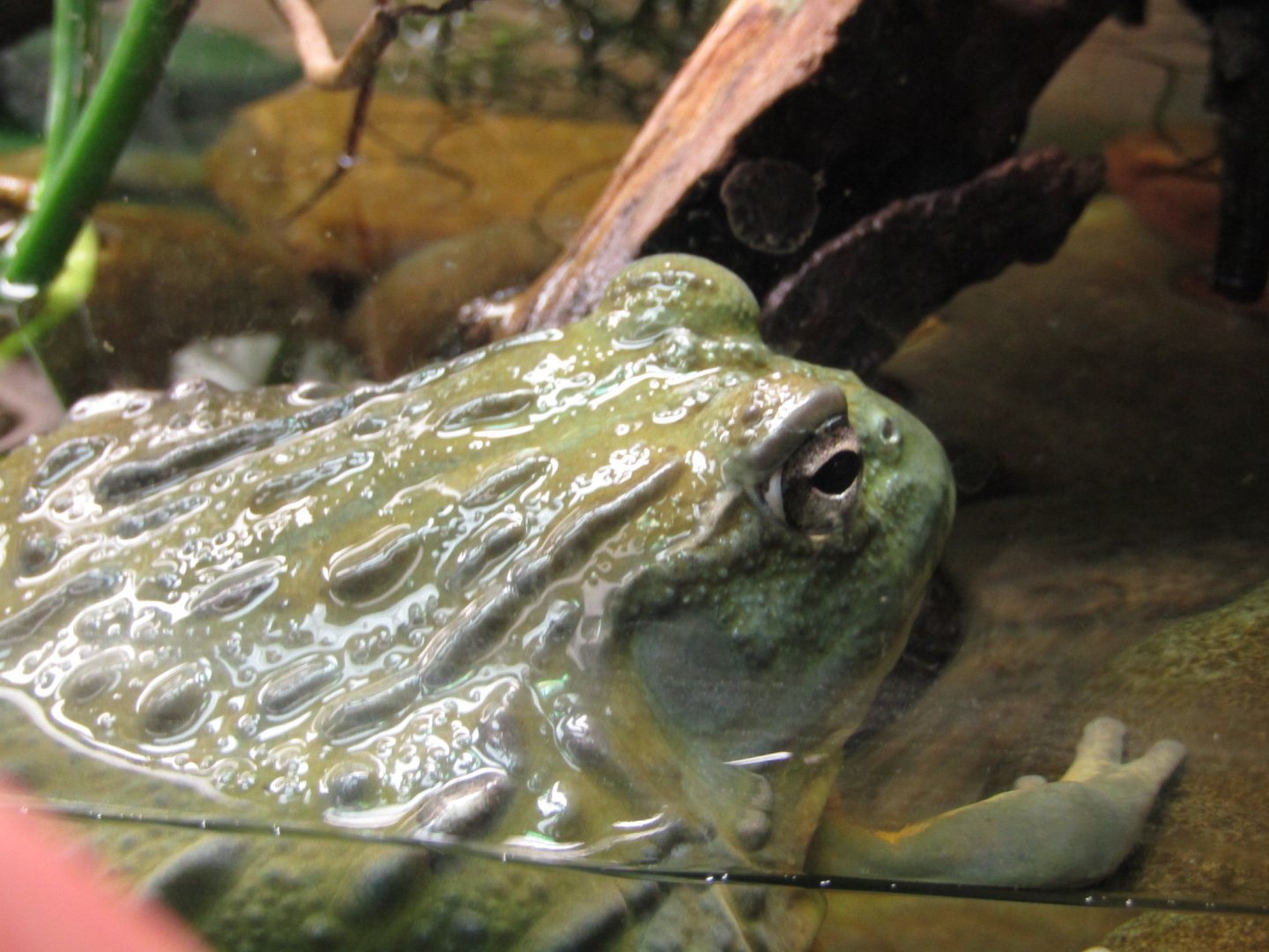 African Bullfrog