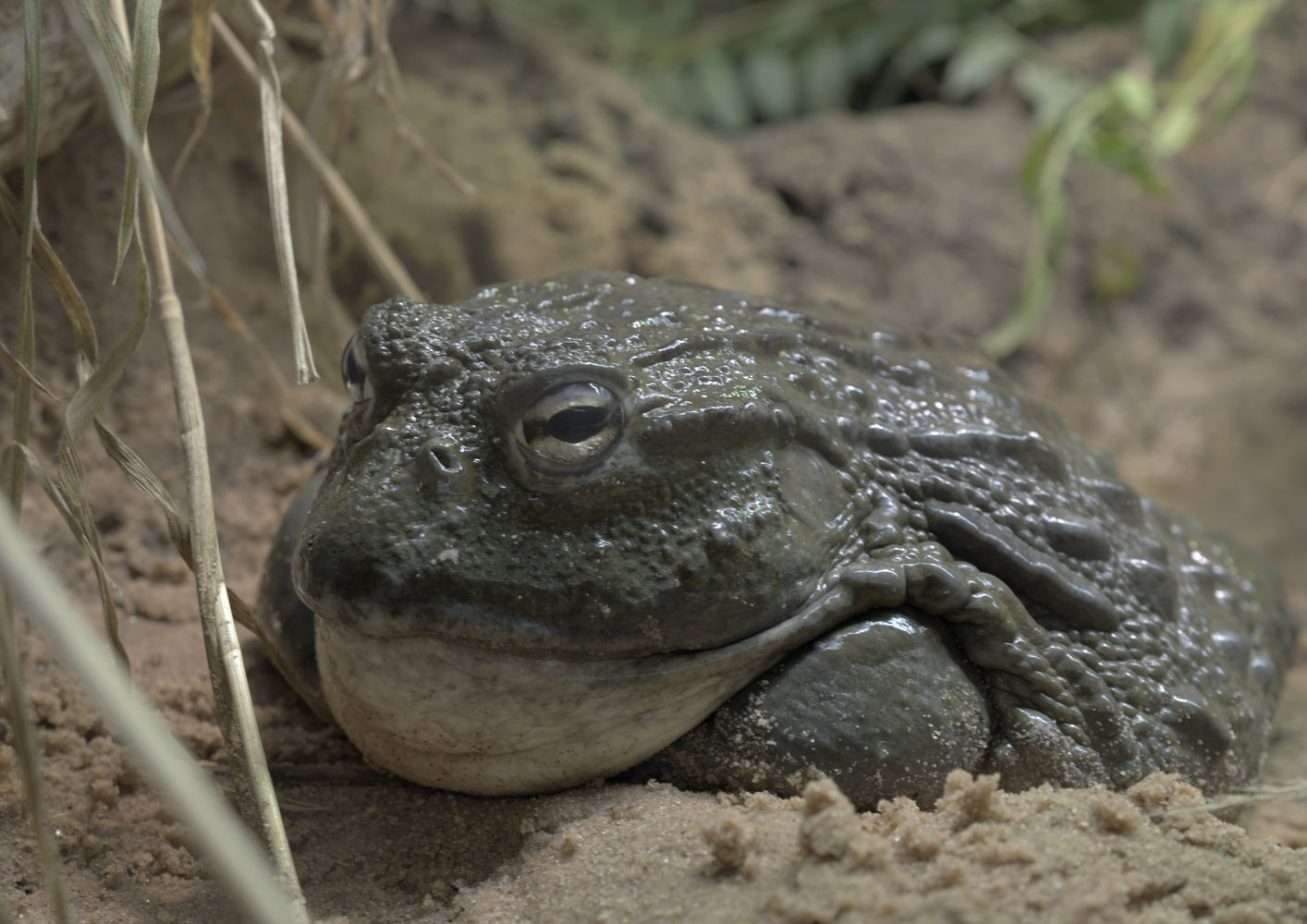 African bullfrog
