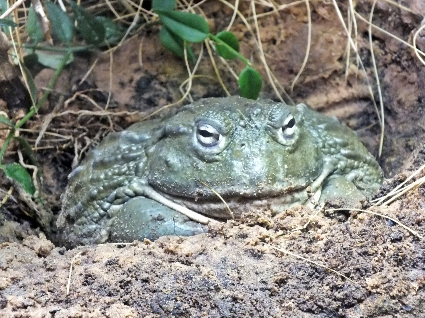 African bullfrog