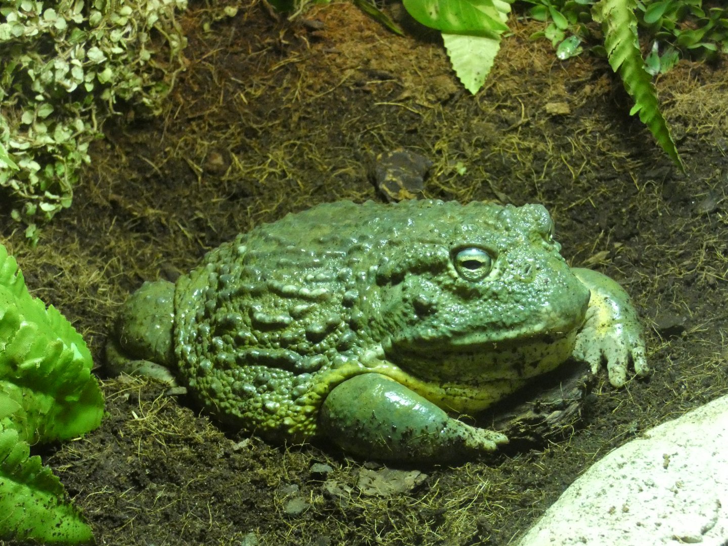 African bullfrog