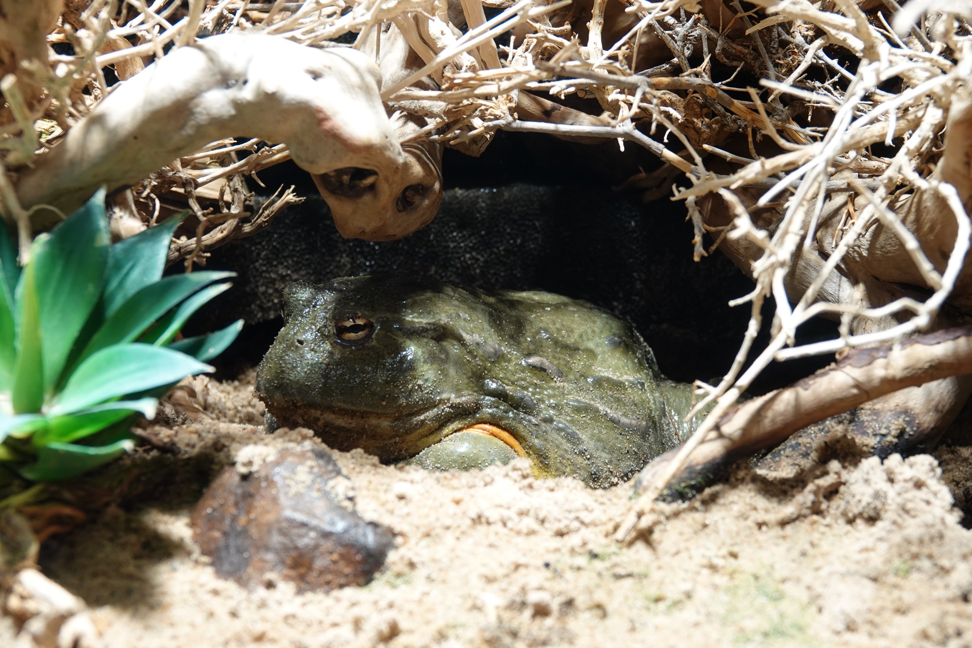 African bullfrog