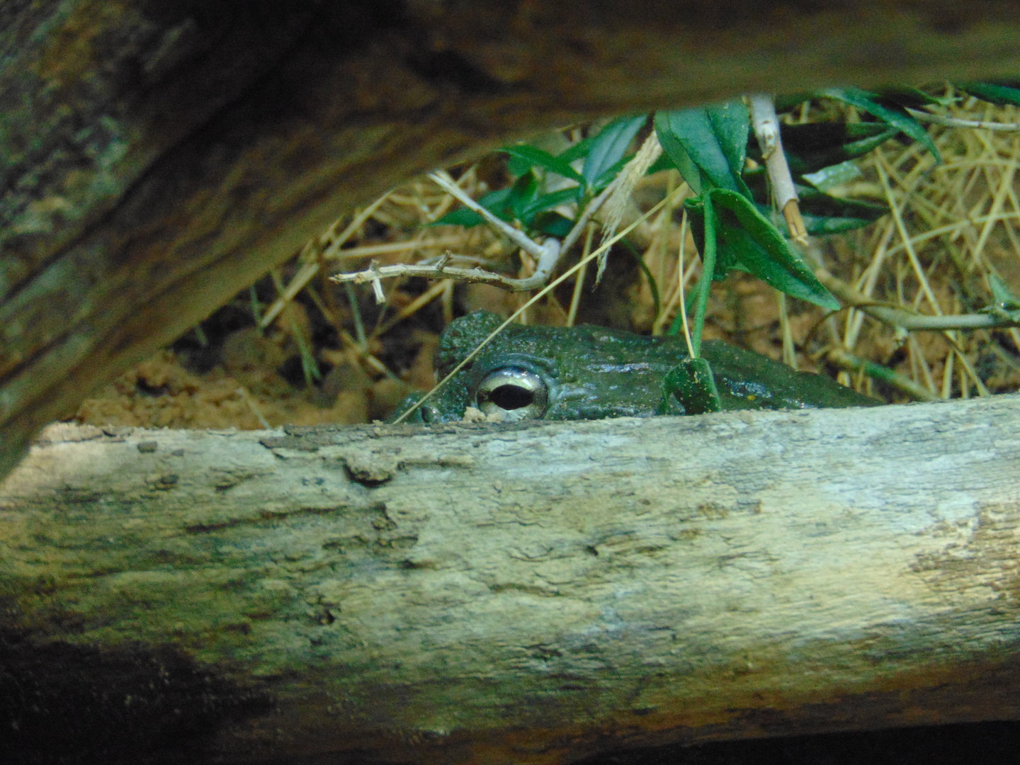 African Bullfrog
