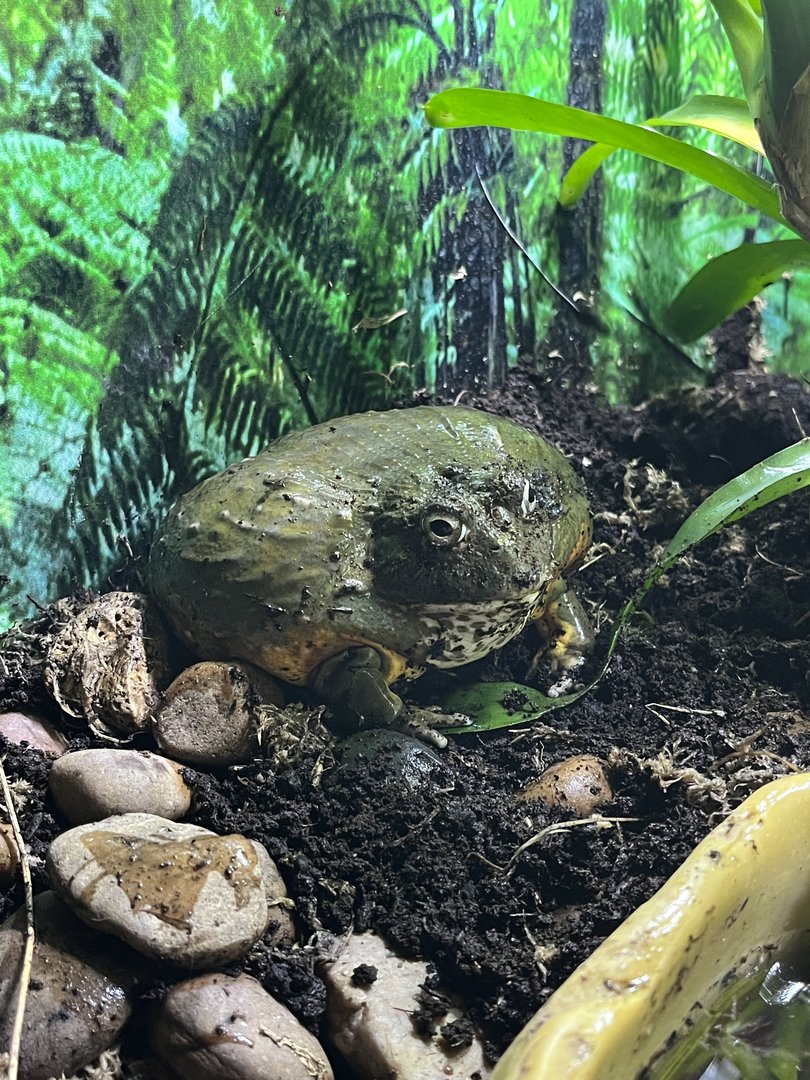 African Bullfrog