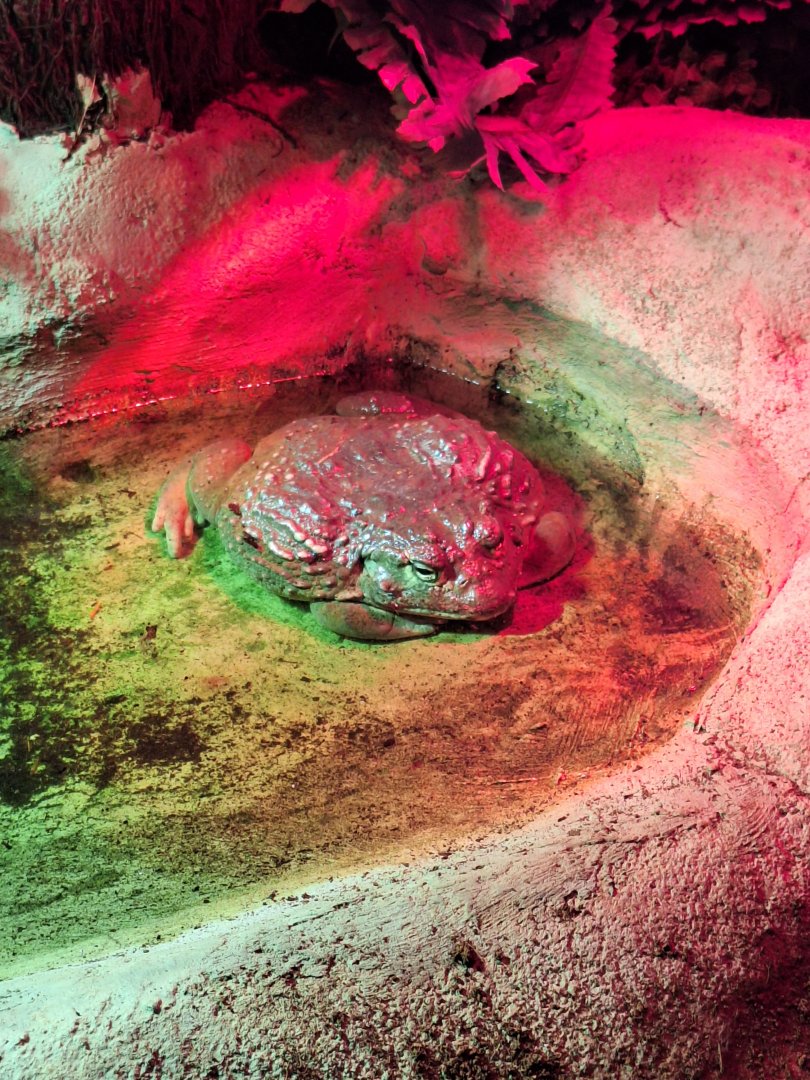 African Bullfrog