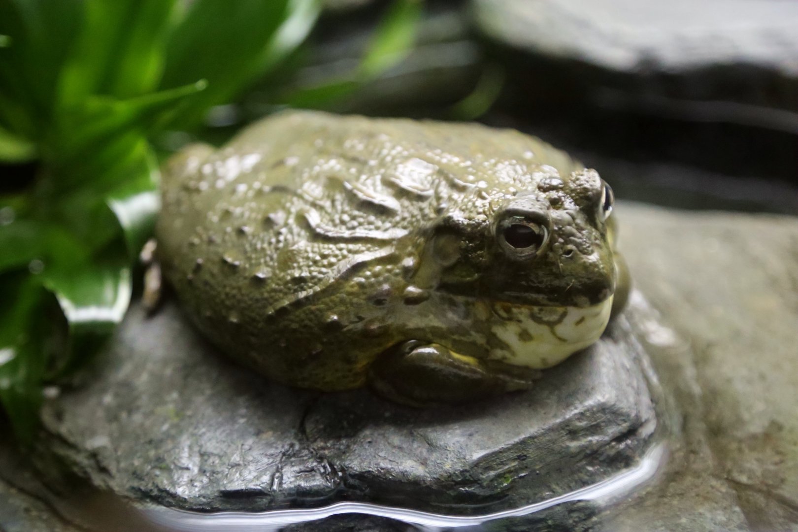 African Bullfrog