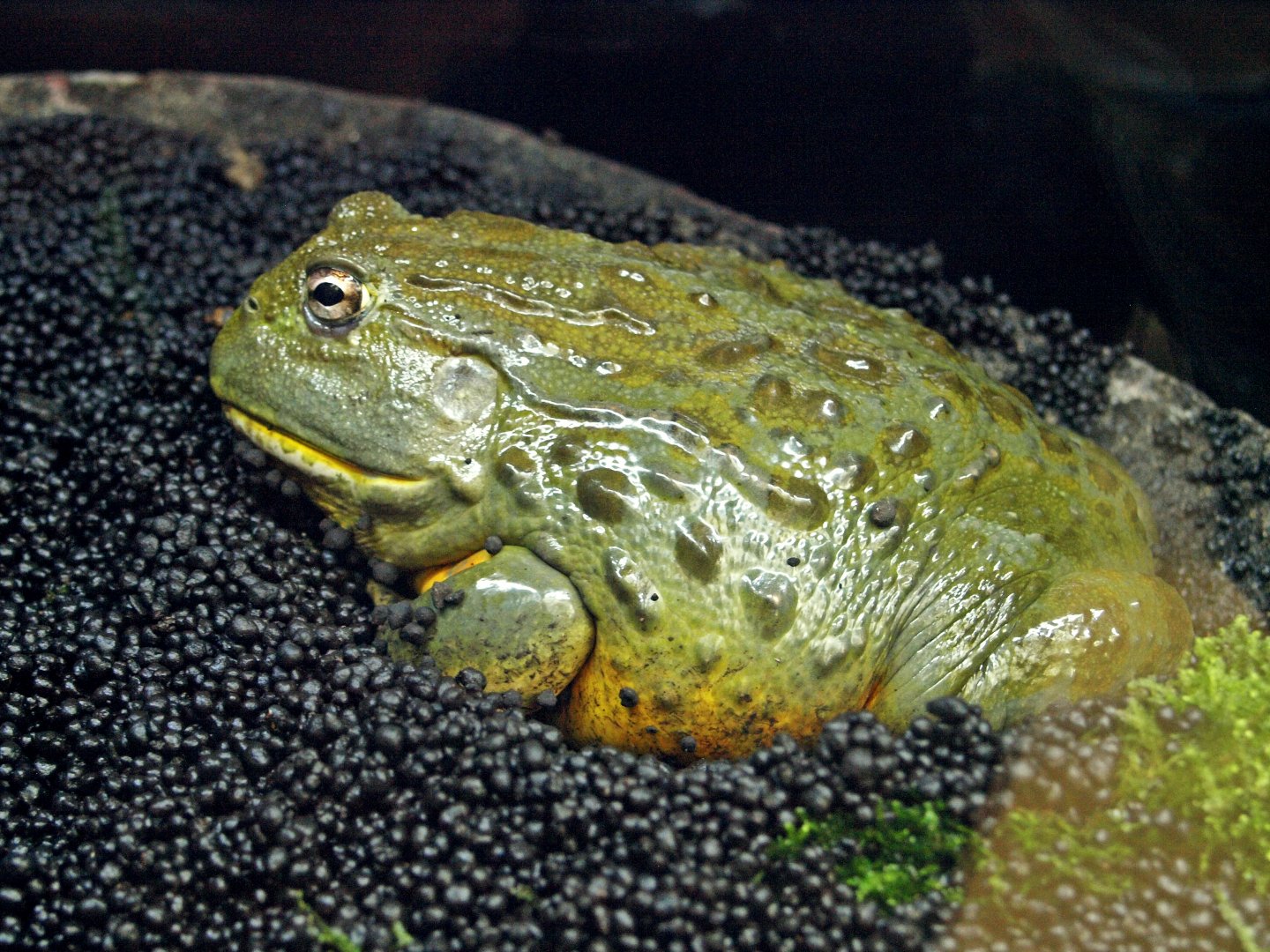 African bullfrog