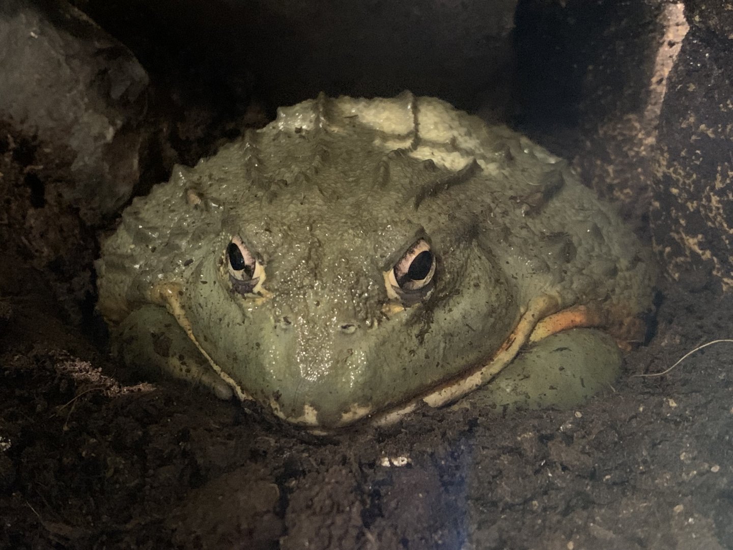 African bullfrog
