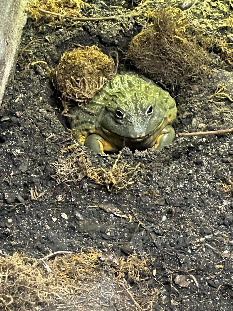 African Bullfrog