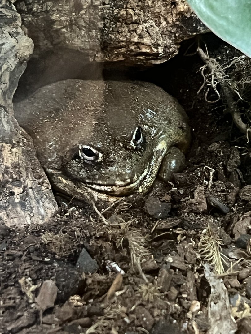 African Bullfrog