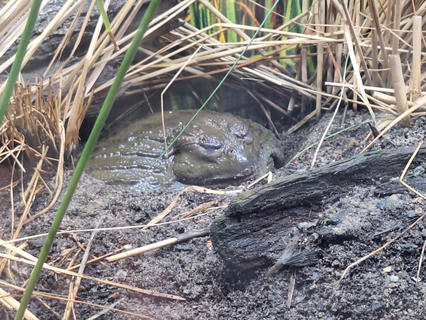 African Bullfrog