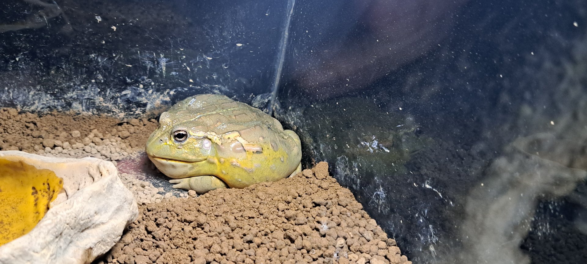 African Bullfrog