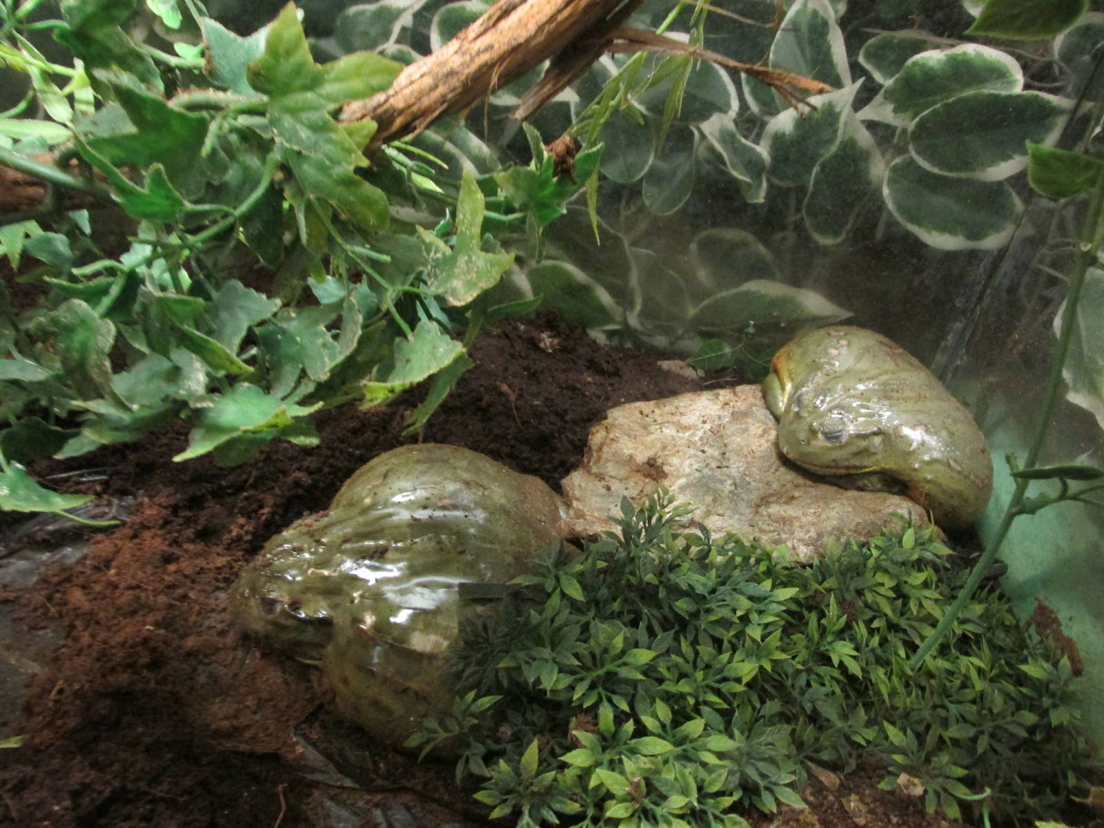 african bullfrogs san de aragon zoo