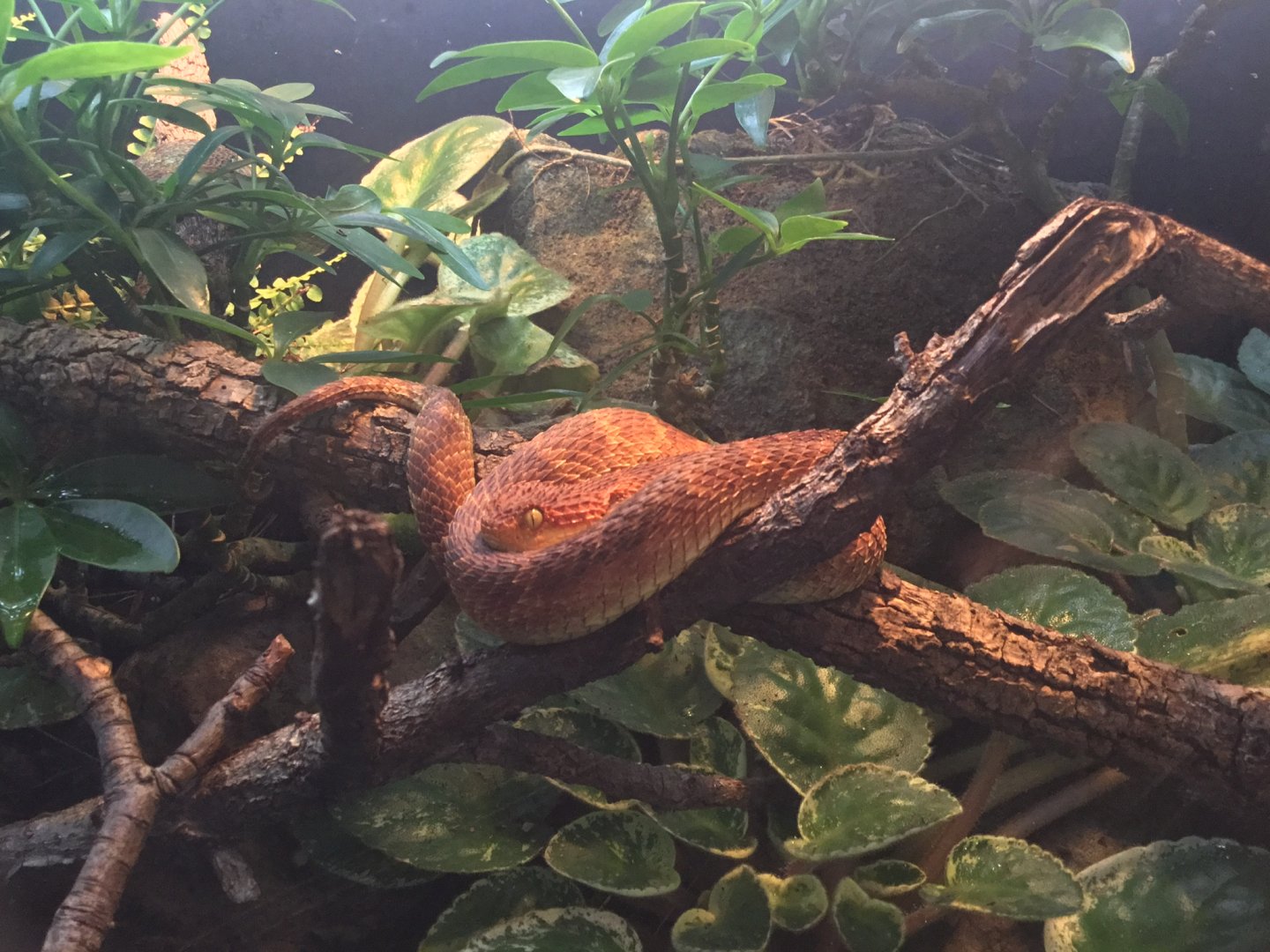 African Bush (Atheris squamigera)