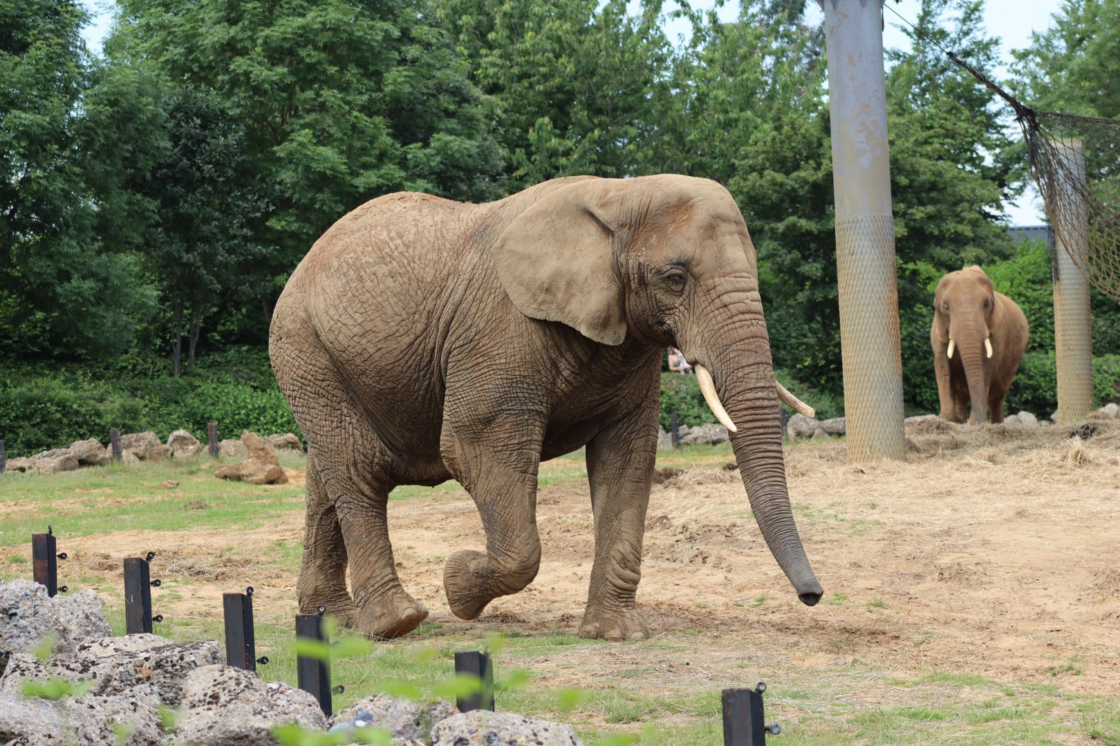 African bush elephant - 1 July 2021