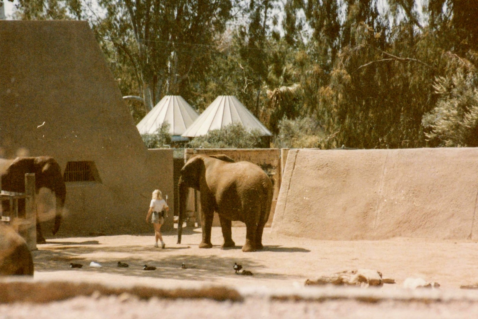 African Bush Elephant - 1990's