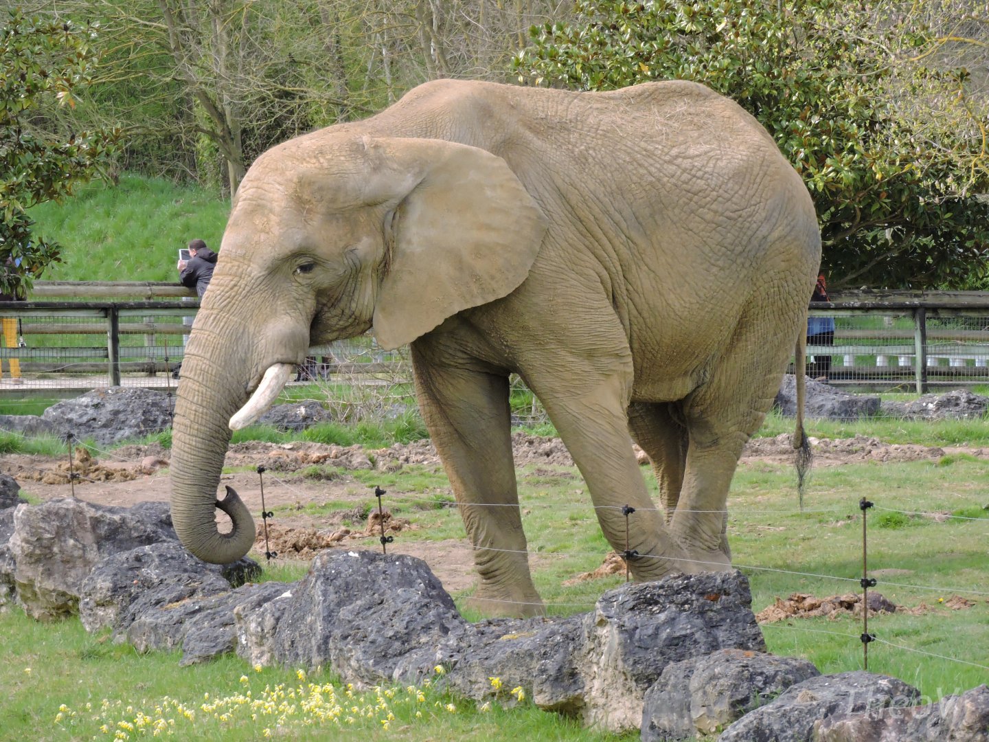 African bush elephant [2015]
