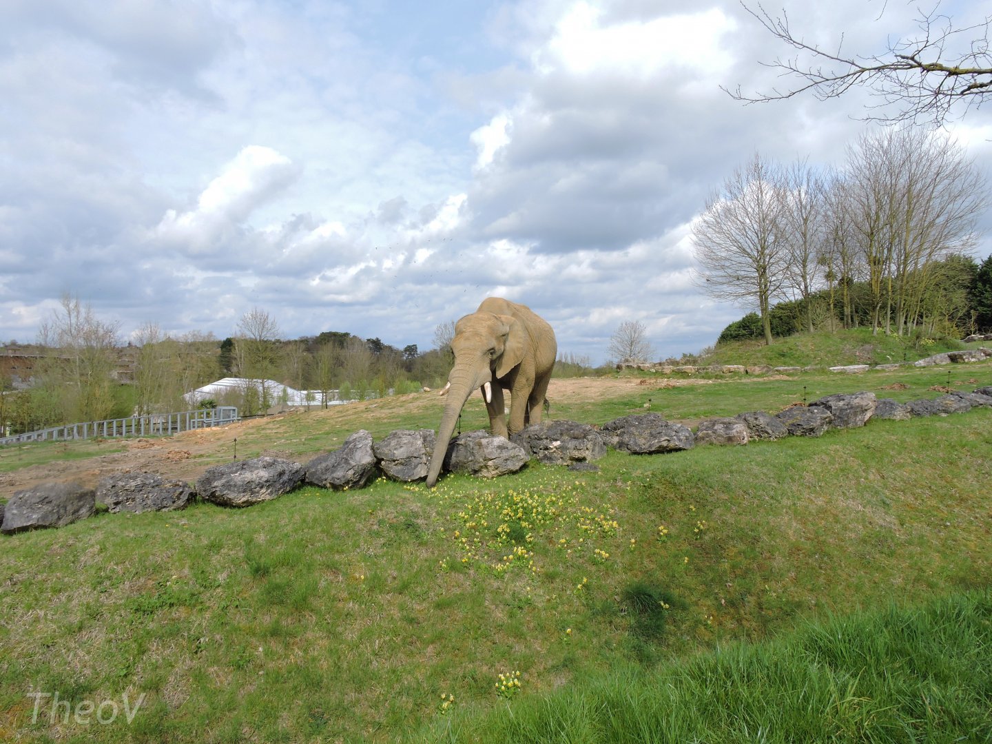 African bush elephant [2015]