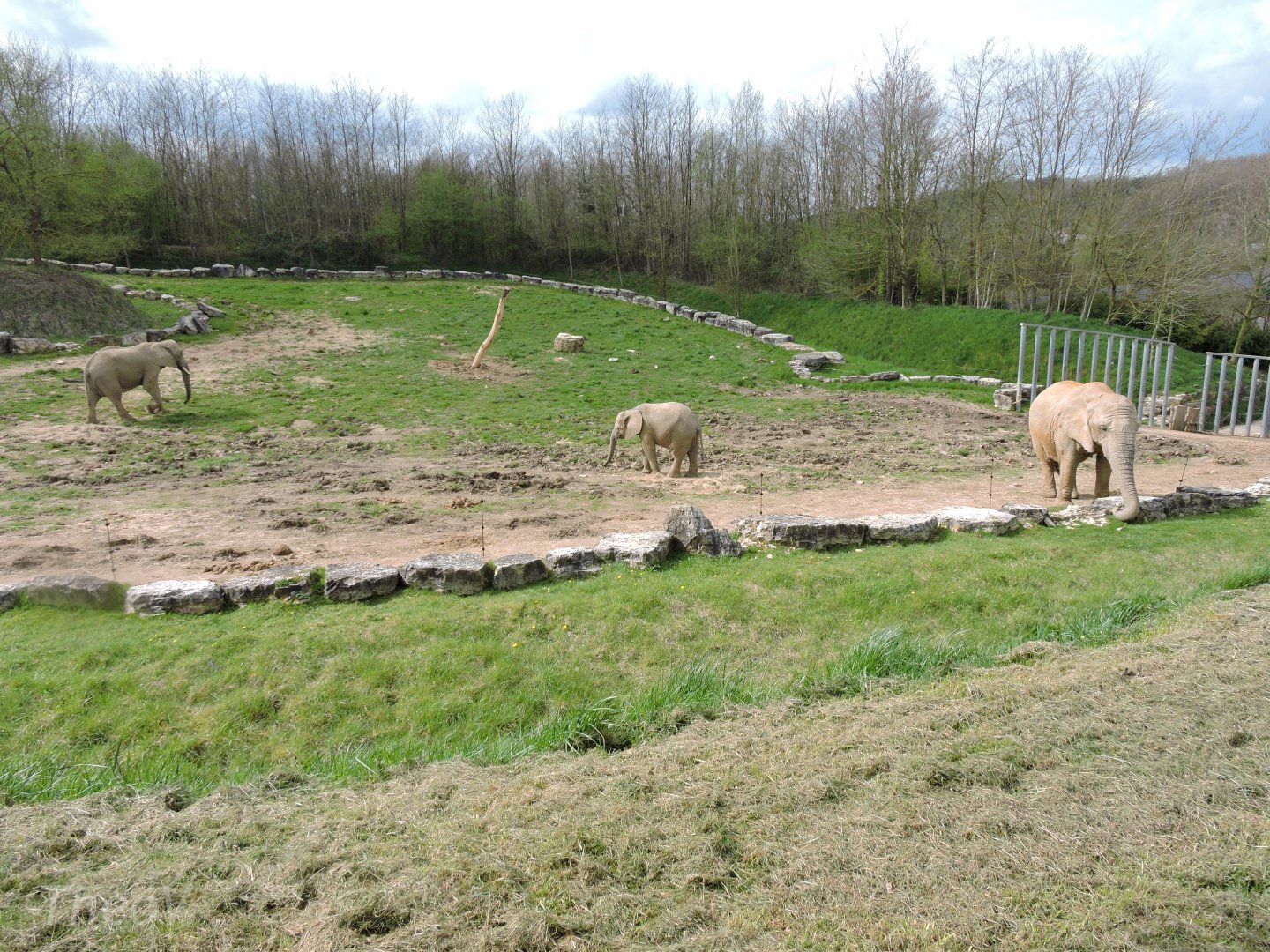 African bush elephant [2015]