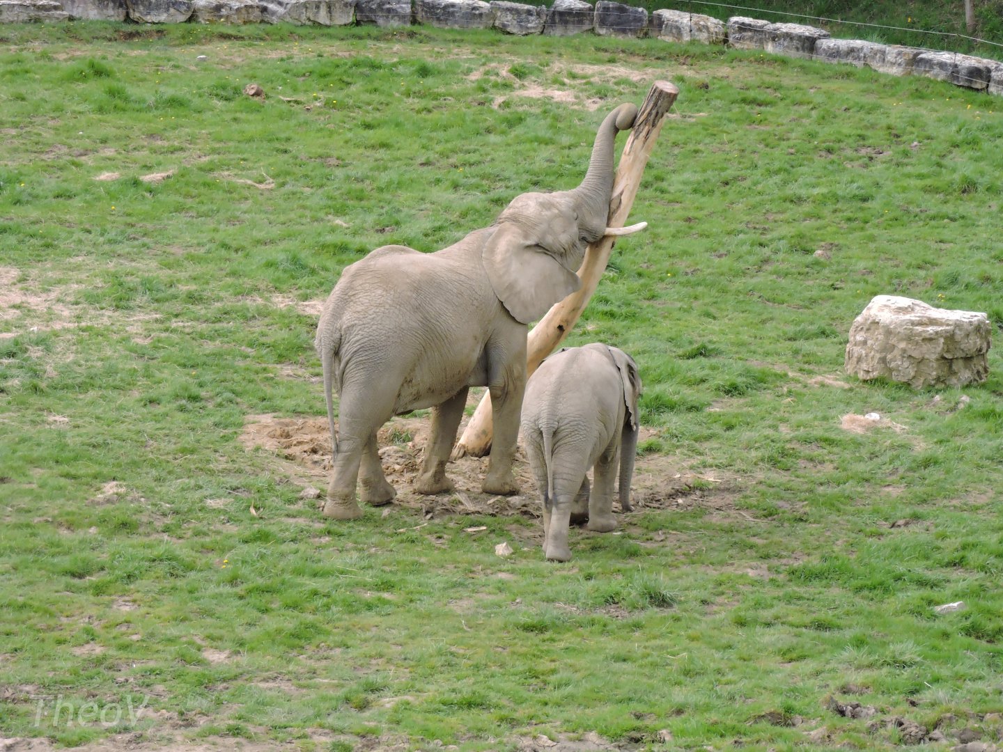 African bush elephant [2015]