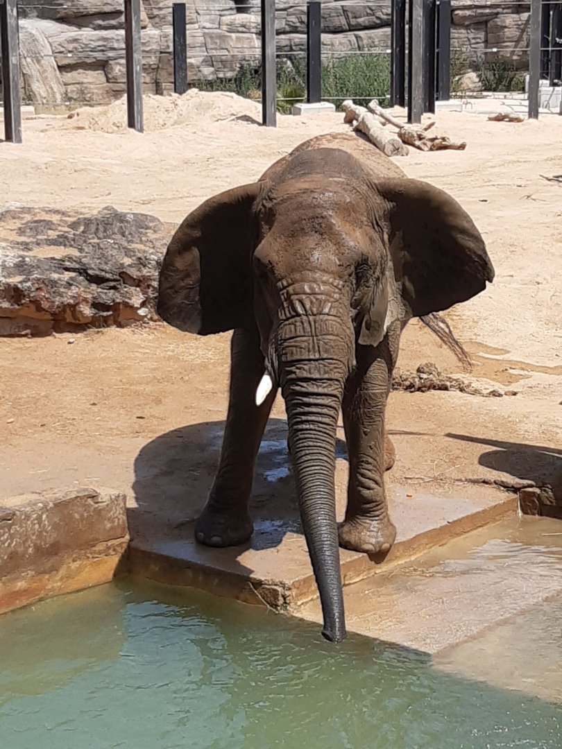 African bush elephant (24-8-21)