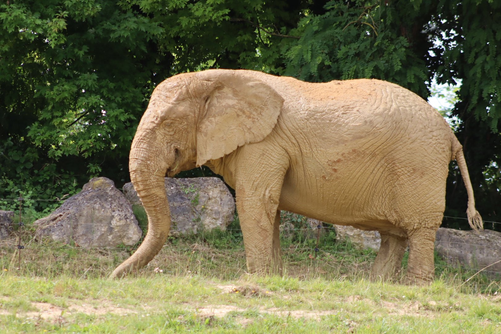 African Bush Elephant - 7 July 2024