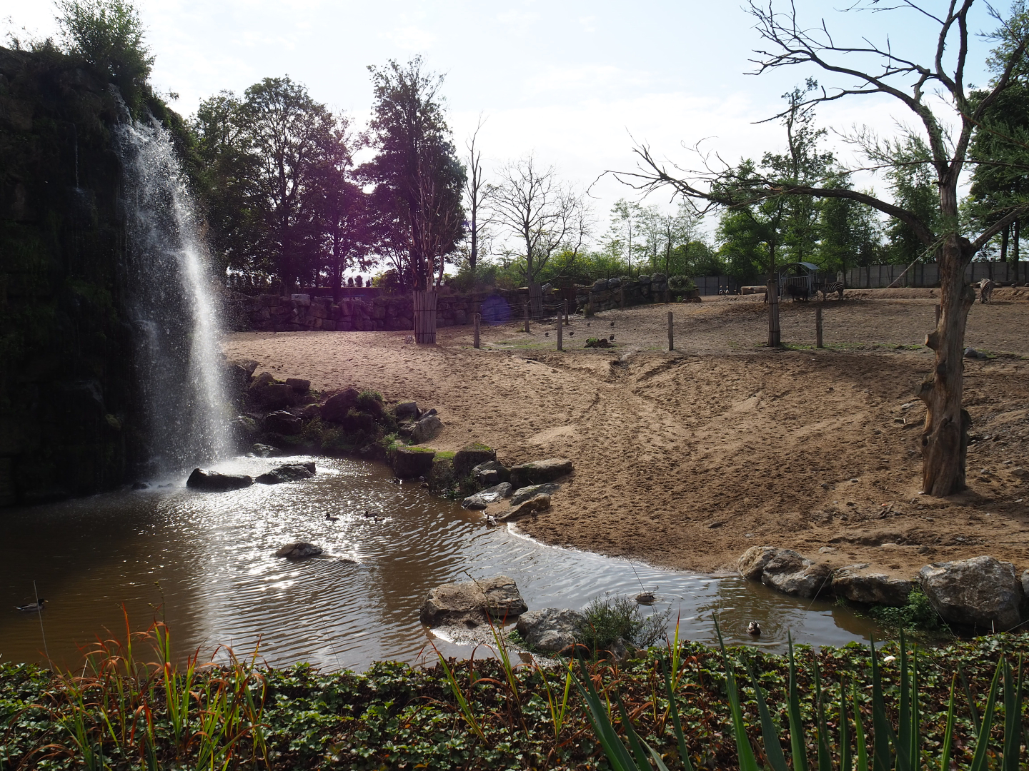 African bush elephant and African savanna paddock pool, 2019-10-04