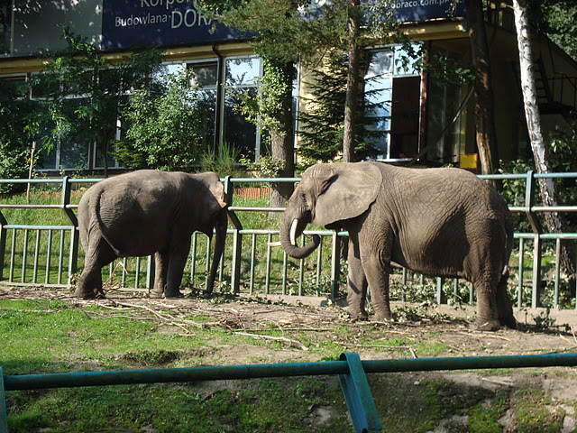 African Bush Elephant and Asian elephant